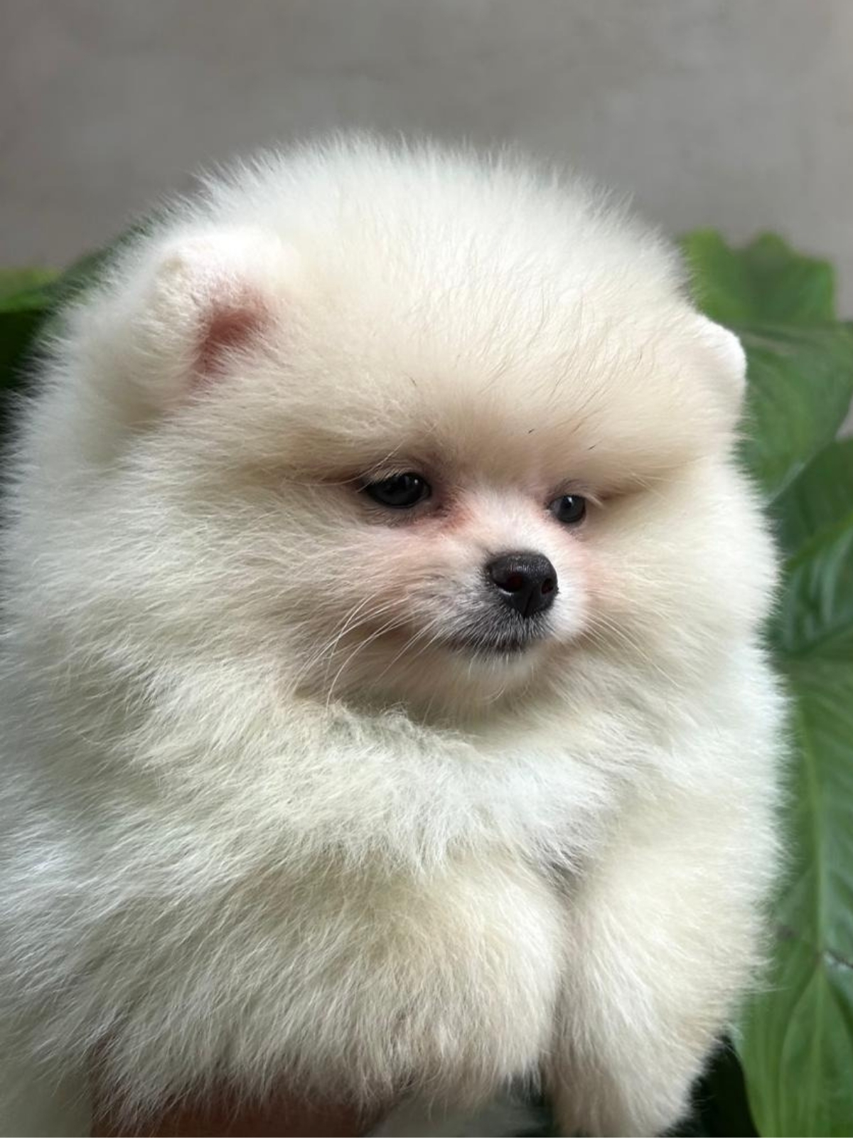 Spitz Alemão e Lulu da Pomerânia